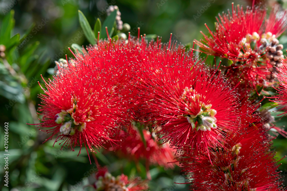 Australian native shrub the Red Bottlebrush in bloom Australian native shrub the Red Bottlebrush in bloom