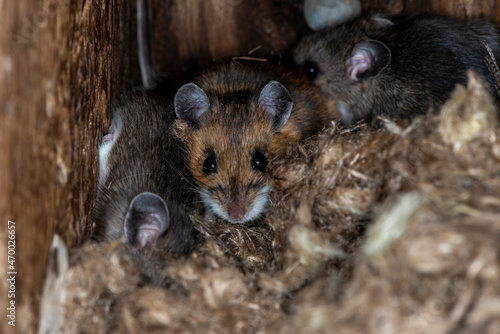 A family of deer mice take over a bird nesting box in late fall to keep warm. photo