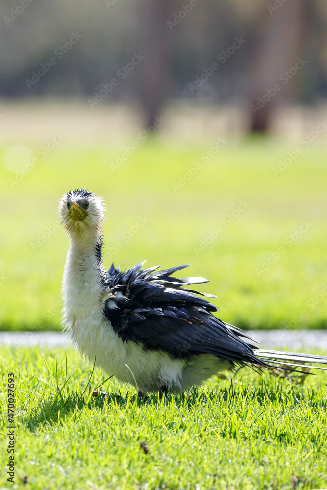 Fototapeta premium common Australian water bird called Little Pied Cormorant or kawaupaka in a park in Adelaide, South Australia with soaked wet feathers