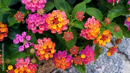 Wallpaper Mural Colorful blossom flowers, vase of flowers Torontodigital.ca