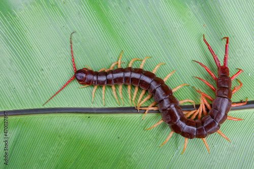 A centipede can bite. It is a poisonous animal and has a lot of legs. It's on a large leaf. © Anan