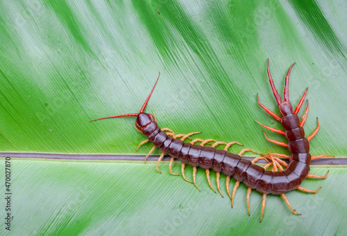 A centipede can bite. It is a poisonous animal and has a lot of legs. It's on a large leaf.