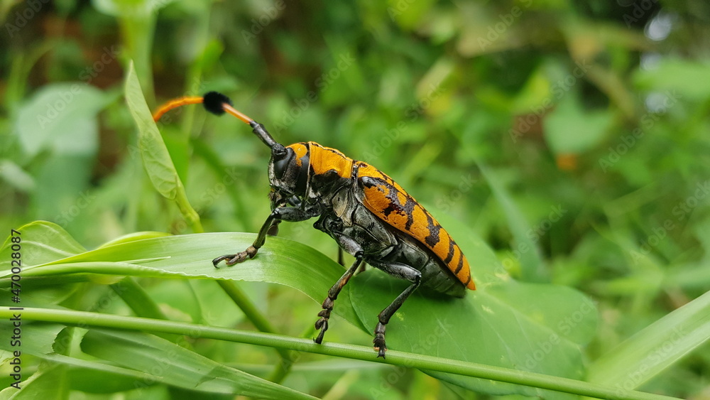 Cambodia. Aristobia approximator is a species of beetle in the Longhorn family. This species grows to 36mm. Siem Reap province. Cambodia. Aristobia approximator is a species of beetle in the Longhorn family. This species grows to 36mm. Siem Reap province.