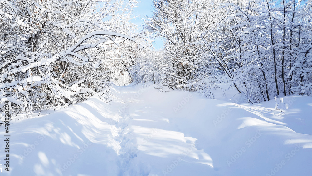 footprints on a snowy road in a thicket of trees after a snowfall
footprints on a snowy road in a thicket of trees after a snowfall