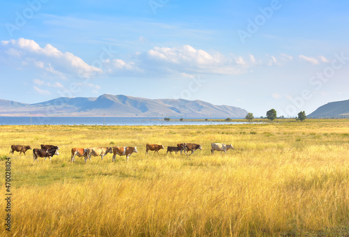 A herd of cows on the bank of the Yenisei River