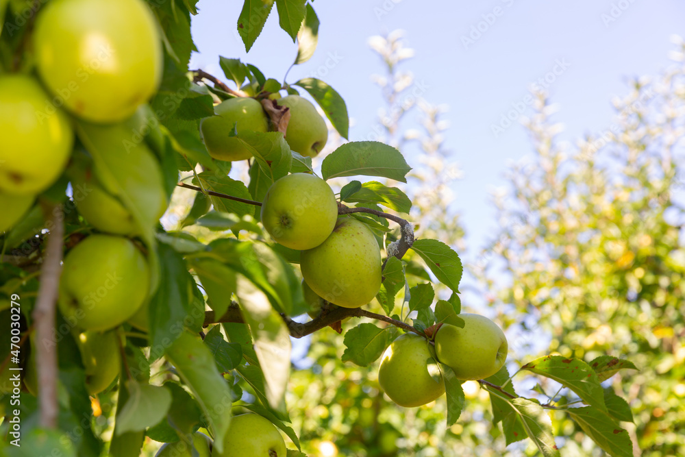 Harvesting. Closeup of apples ripening on trees branches in green foliage of orchard..
