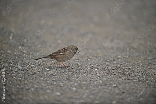 Golden Crowned Sparrow - Zonotrichia atricapilla photo