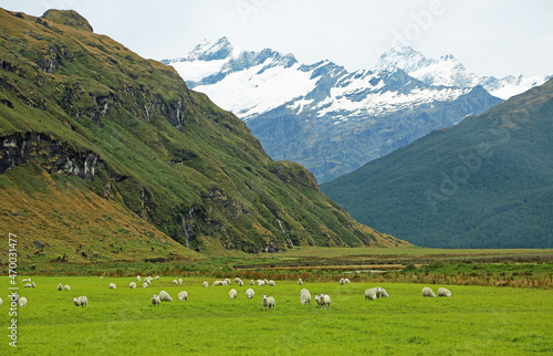 Pasture and sheep in Mt Aspiring NP, New Zealand