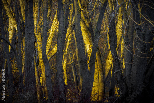trees at sunset 