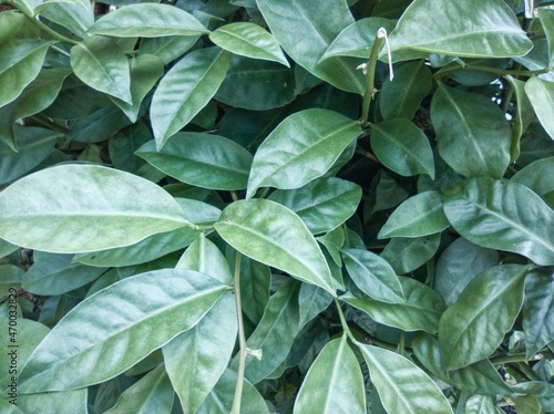 Ora-pro-nóbis Leaf, Typical Brazilian Plant