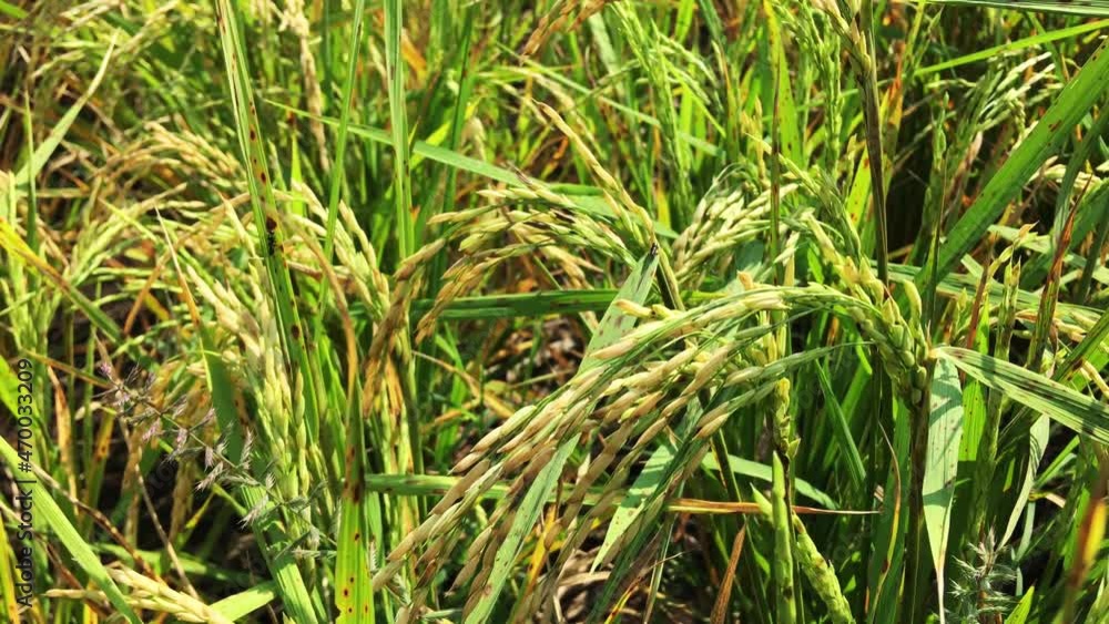 Ripe rice in the agricultural field Ripe rice in the agricultural field
