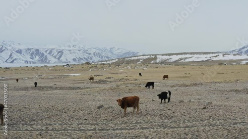 Aerial shot of cows feeding on a wide open field in winter. Beautiful snow mountain background. photo