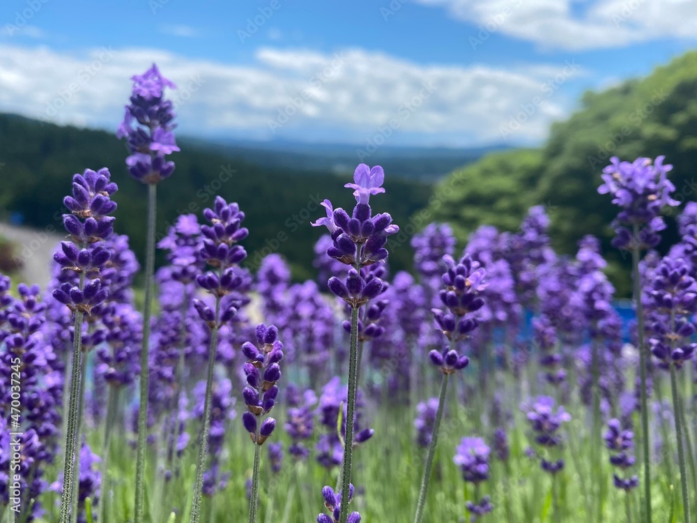Fototapeta premium field of lavender