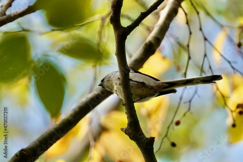 long tailed tit on the branch © Matthewadobe