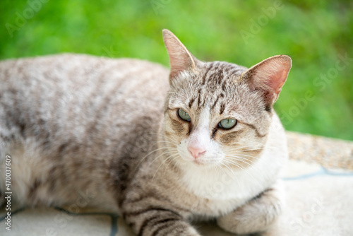 Silver cat laydown on the stone floor with blur background.