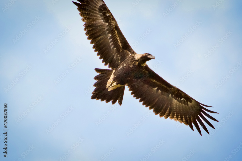 Fototapeta premium Wedge tailed eagle flying overhead 