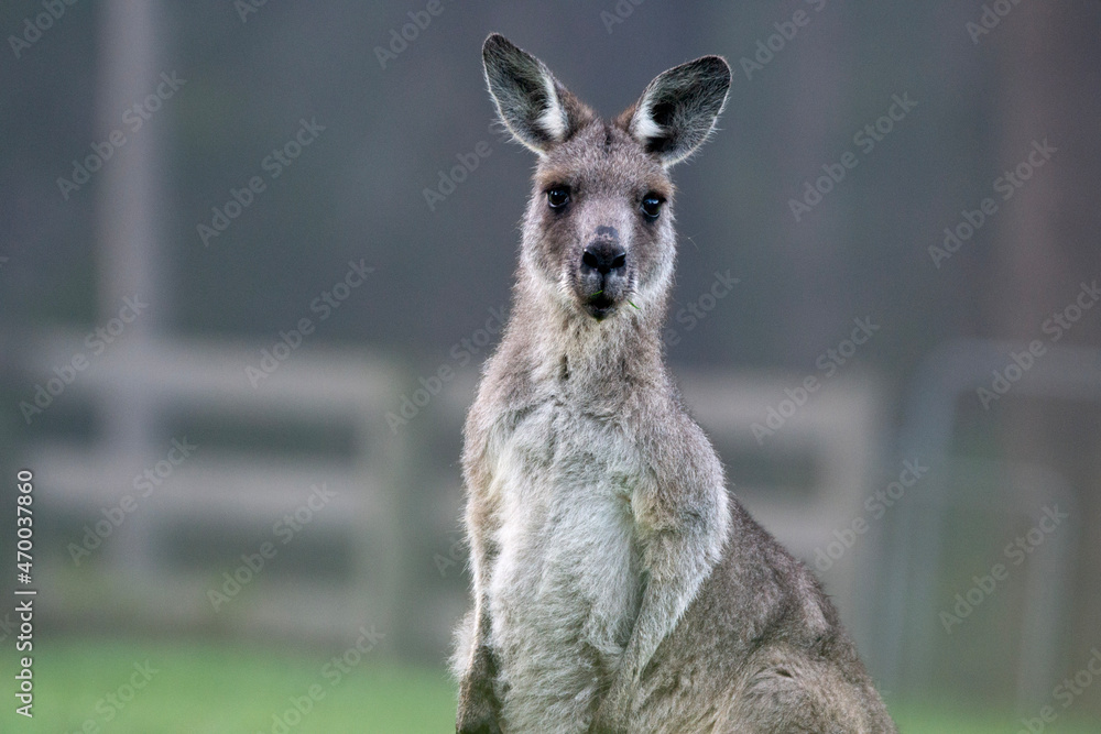 Fototapeta premium Portrait of eastern grey kangaroo
