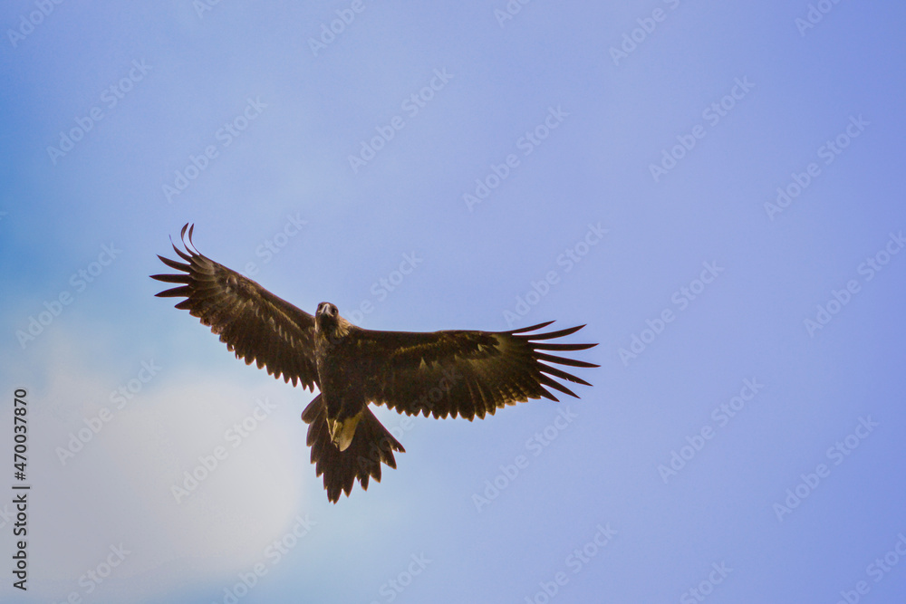 Obraz premium Australian wedge tailed eagle in flight