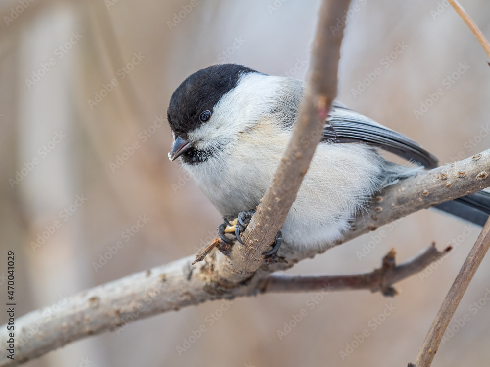 Cute bird the willow tit, song bird sitting on a branch without leaves in the winter. Cute bird the willow tit, song bird sitting on a branch without leaves in the winter.