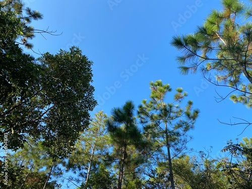 Blue sky surrounded by different tall trees.