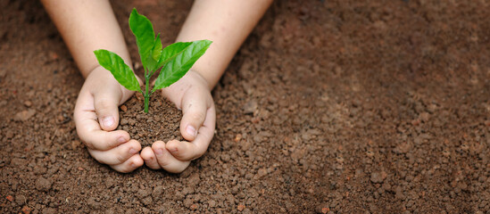 hand child holding the small tree for planting for environment green world earth day Day. concept caring tree and Love protect nature