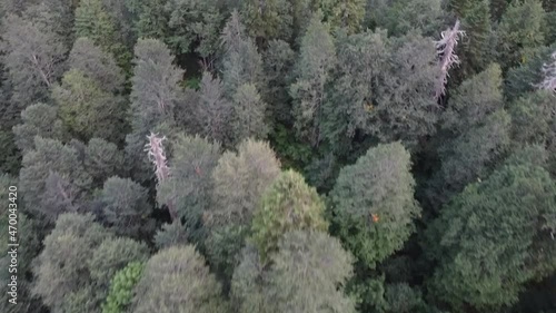 aerial shots of the summer forest