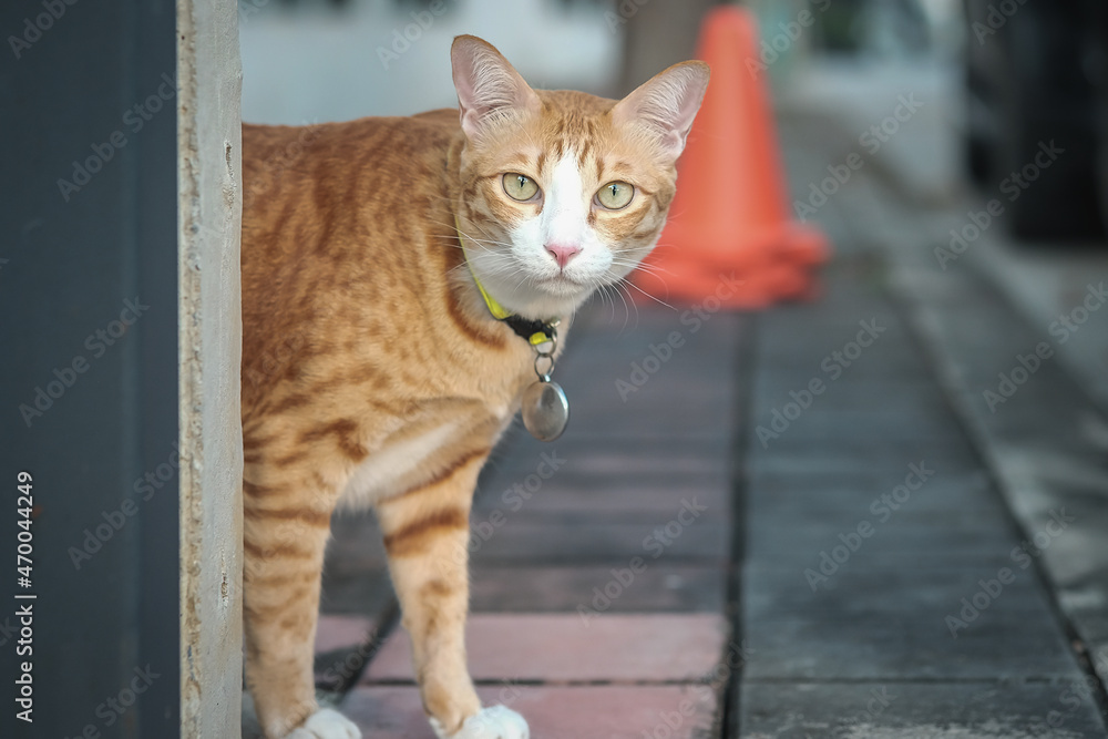 The orange Thai cat is paying attention to the things around him.