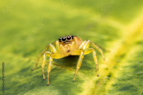 A cute little yellow childhood jumping insect standing on a leaf.