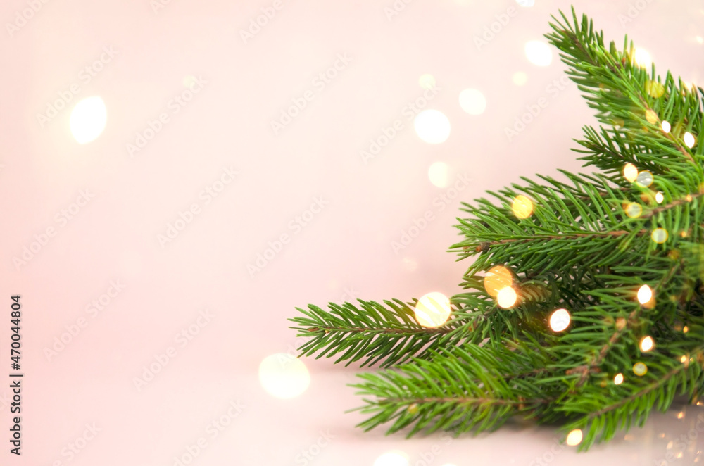 Fir branches on a pink background