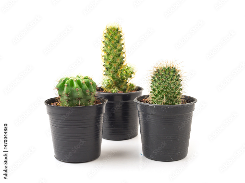 Collection of small cactus in black pot on white background. Collection of small cactus in black pot on white background.