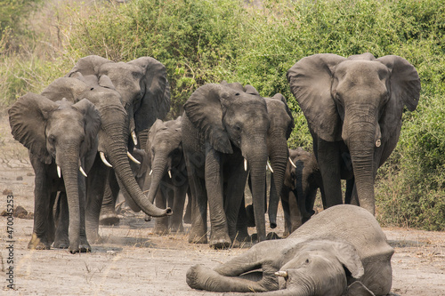 A small herd of african bush elephants (Loxodonta africana) approaching the body of a deceased herd member, ready to pay their last respects. Chobe, Botswana, Africa