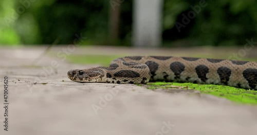 Dangerous Adult Russell's Viper side view eye level flicking its tongue sensing air highly venomous photo