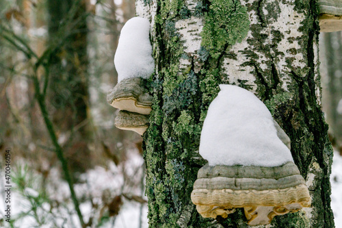 Snow on tinder mushrooms growing on birch