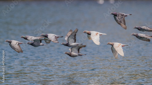A flock of racing (homer) pigeons flying fast and low across water, Narooma, New South Wales, Australia