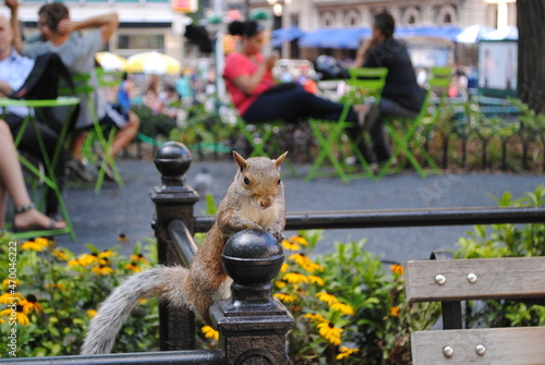Squirrel in Union Square Park 