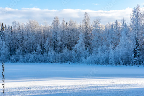 winter landscape with trees