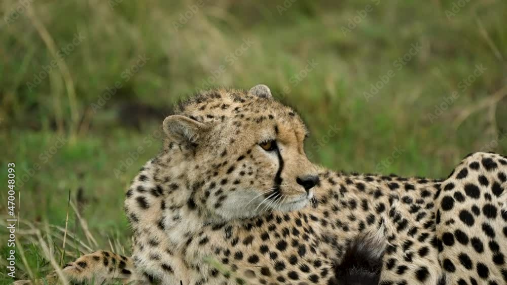 Cheetah lies low in grassland of Maasai Mara, annoyed at approaching storm