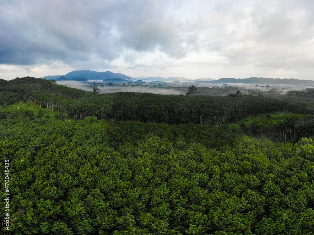 Green tropical rainforest with big tree morning sunrise aerial view