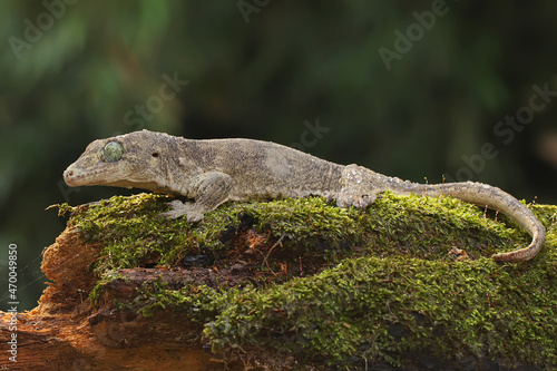 A Halmahera giant gecko is sunbathing. This endemic reptile from Halmahera Island, Indonesia has the scientific name Gehyra marginata.  photo