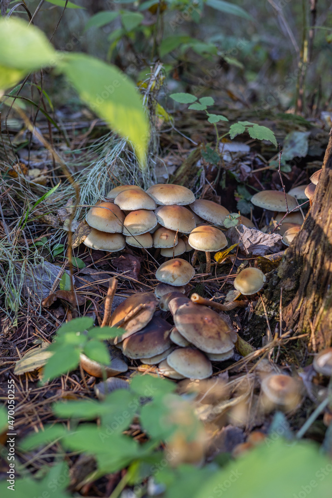 An inedible mushroom grows in the forests of Siberia, Russia, central Europe, Hypholoma lateritium An inedible mushroom grows in the forests of Siberia, Russia, central Europe, Hypholoma lateritium