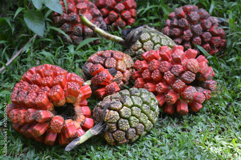 Pandanus tectorius is a species of Pandanus, screwpine that is native