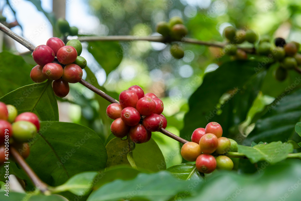 Coffee bean on coffee tree in cafe Plantation Coffee bean on coffee tree in cafe Plantation