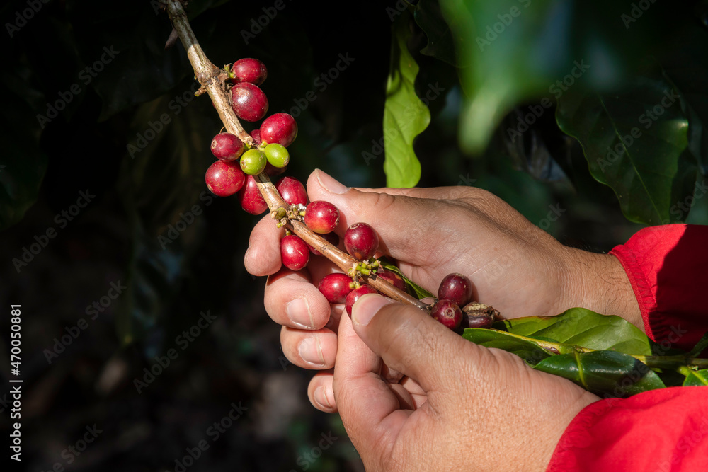 Coffee farmer picking ripe cherry beans, Fresh coffee bean in basket, Close up of red berries coffee beans Coffee farmer picking ripe cherry beans, Fresh coffee bean in basket, Close up of red berries coffee beans