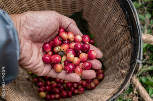 Coffee farmer picking ripe cherry beans, Fresh coffee bean in basket, Close up of red berries coffee beans