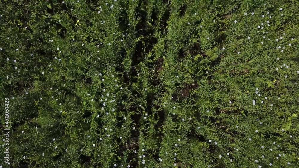 Flight up аerial shot of flowering crop field when camera looking down. Sunny summer Flight up аerial shot of flowering crop field when camera looking down. Sunny summer