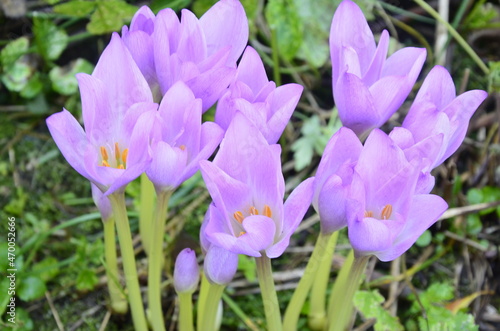Colchicum autumnale - Autumn flower .Colchicum autumnale, toxic plants and flowers