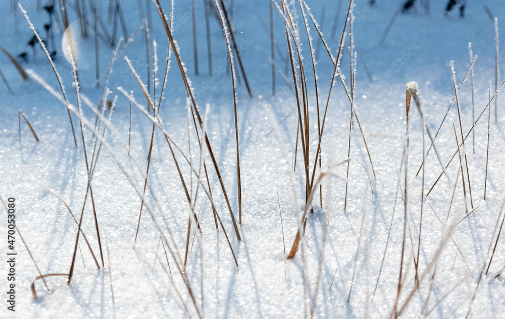 Dry grass in the snow in winter. Dry grass in the snow in winter.