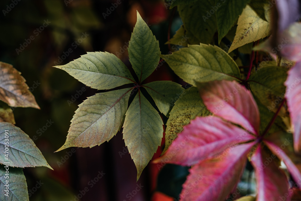 Colorful atumn leaves of virginia creeper covering the fence, the natural texture of multicolored fall vine leaves Colorful atumn leaves of virginia creeper covering the fence, the natural texture of multicolored fall vine leaves