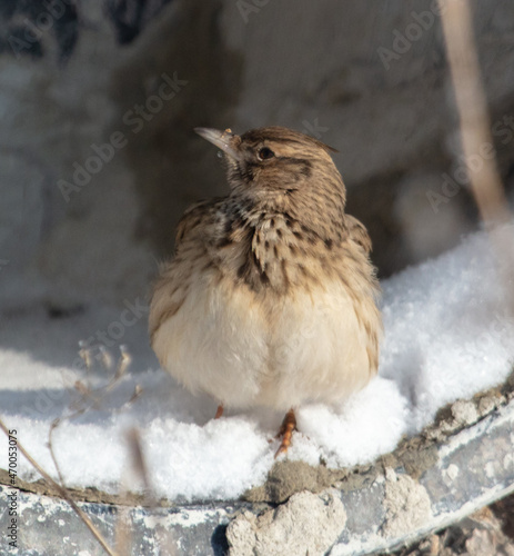 Portrait of a bird in the snow