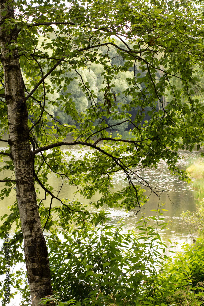 Fototapeta premium Russia, Moscow, Botanical Garden. Autumn. A birch stands on the shore of the lake.
